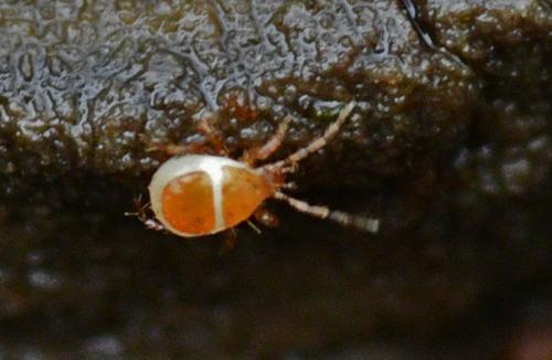 Parasitinae